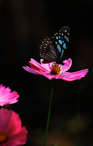 голубая тигровая бабочка, сидящая на цветке космоса весной - tiger beauty in nature insects nature стоковые фото и изображения