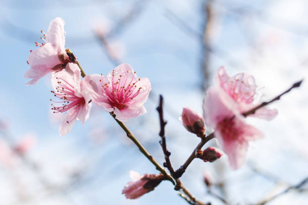 istock rain drops on beautiful pink blossom flowers 1347194847