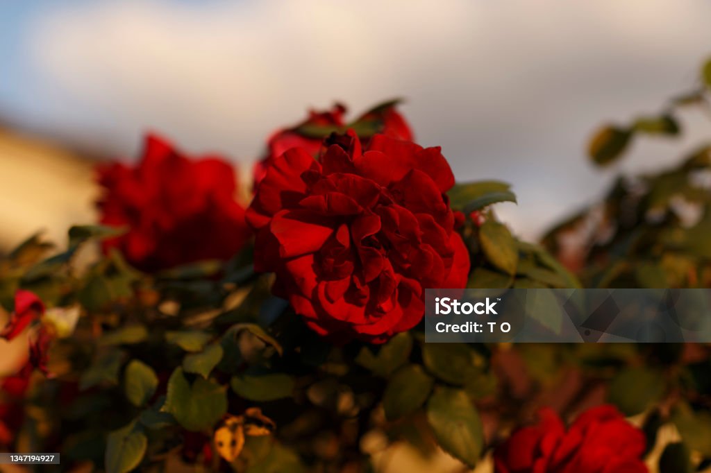 Red Roses Sunlight Red Rose In Golden Sunlight Stock Photo - Download Image Now - Adelaide ...