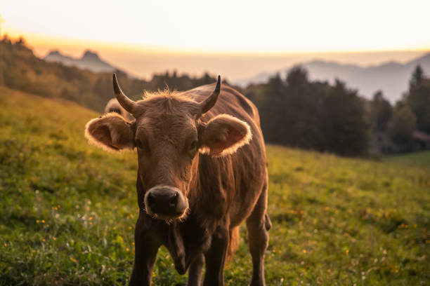istock Cow grazing at sun set 1347194933