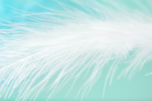 Extreme close-up of a white feather on a blue background.