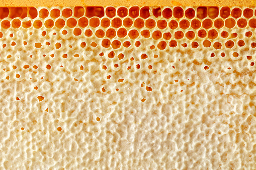 A DSLR close-up photo of honeycomb filled with honey