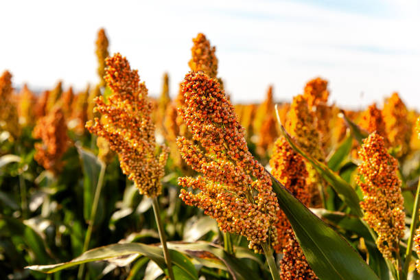 biocarburanti e alimenti, industria delle piantagioni di sorgo. campo di gambo e semi di sorgo dolce. campo di miglio. campo agricolo di sorgo, chiamato anche durra, milo o jowari - sorgo foto e immagini stock