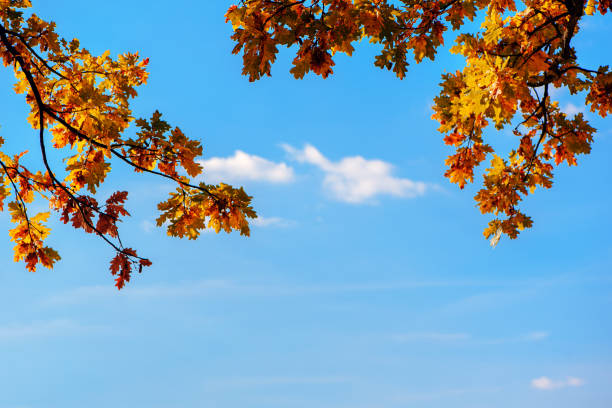 hojas de roble amarillo contra el cielo azul en el bosque otoñal en un día soleado. frontera. espacio de copia. - autumn blue botany clear sky fotografías e imágenes de stock