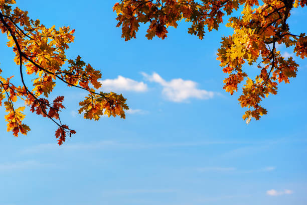 晴れた日の秋の森の青空に対する黄色のオークの葉。境。スペースをコピーします。 - autumn blue botany clear sky ストックフォトと画像