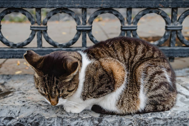 istock The cat is resting on a concrete parapet on a warm day 1347201024