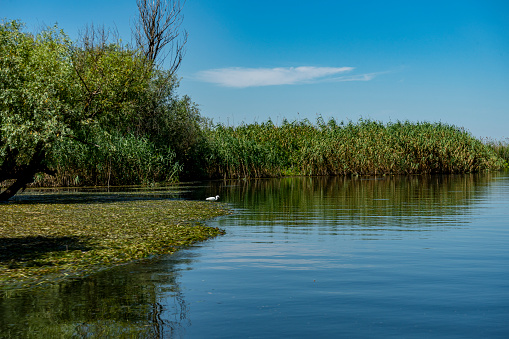 Landscape with waterline,  birds,  reeds and vegetation in Danube Delta,  Romania, 2021