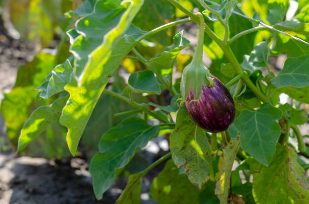 istock Eggplant Listada De Gandia. Ripe eggplants on a farmer's bed. Gr 1347203451
