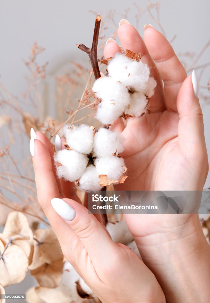 Woman's hands touching white cotton Woman's hands touching white cotton on white and light brown background vertical close up Adult Stock Photo
