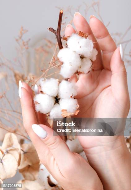 Womans Hands Touching White Cotton Stock Photo - Download Image Now - Adult, Adults Only, Alternative Therapy