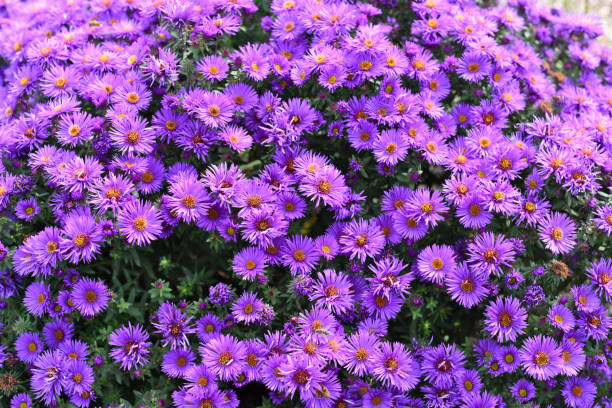 istock Japanese aster or Kalimeris incisa flowers 1347204248