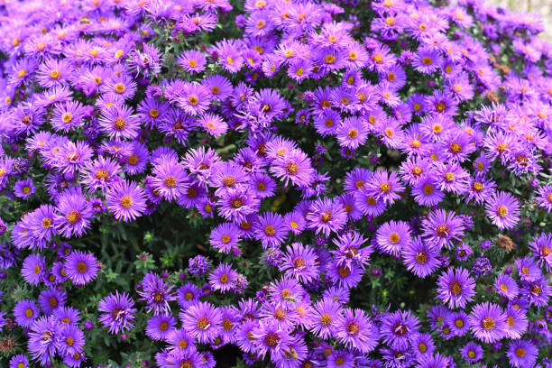 Japanese aster or Kalimeris incisa flowers Japanese aster or Kalimeris incisa flowers kalimeris incisa stock pictures, royalty-free photos & images