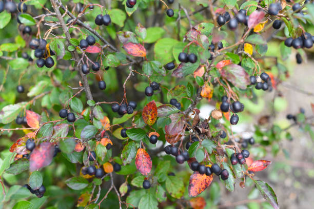 Cotoneaster lucidus (Hedge Cotoneaster)  berries growing in Russian Far East. Autumn Cotoneaster lucidus (Hedge Cotoneaster)  berries growing in Russian Far East. Autumn cotoneaster stock pictures, royalty-free photos & images