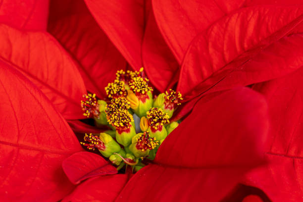 A beautiful red flower Poinsettia, also known as the Star of Bethlehem, is often present as decoration during the Christmas season.