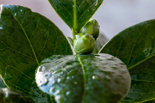 pousses de camélia mouillées par la pluie cultivées dans un pot à madrid - nature rain crop europe photos et images de collection