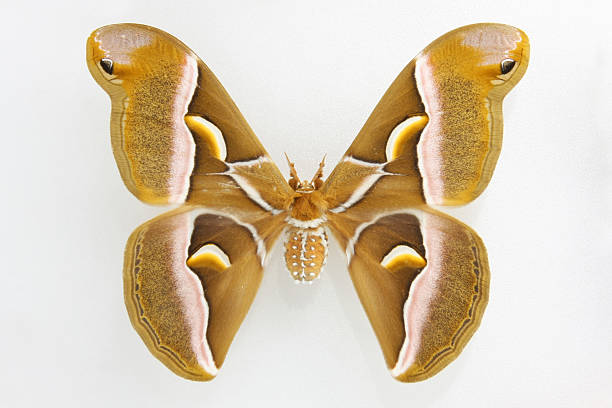 Attacus atlas... Moth