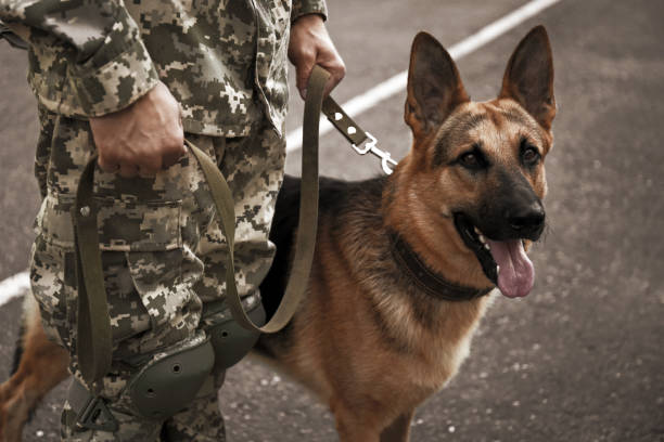 istock Man in military uniform with German shepherd dog outdoors, closeup 1347207458