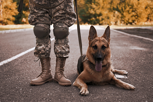 Man in military uniform with German shepherd dog outdoors, closeup