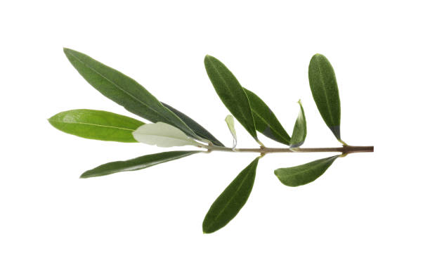 istock Olive green branch isolated on white background. Ssymbol of peace 1347207924
