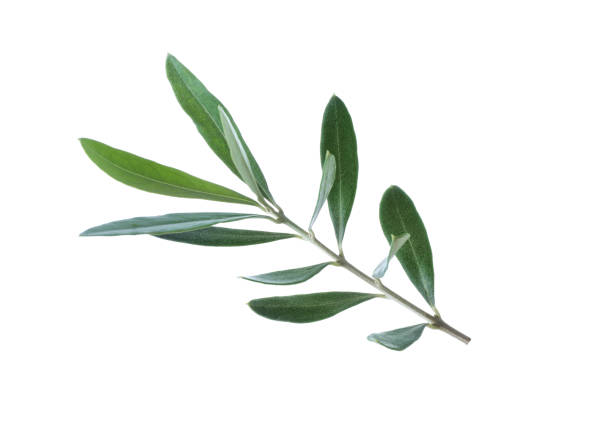 istock Olive green branch isolated on white background. Ssymbol of peace 1347207928
