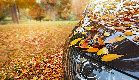 Transport, autumn, weather, vehicle concept. Car is near the park on autumnal day. Yellow leaves fall on the car. Nature background. Copy space. An empty place for your message. Selected focus.