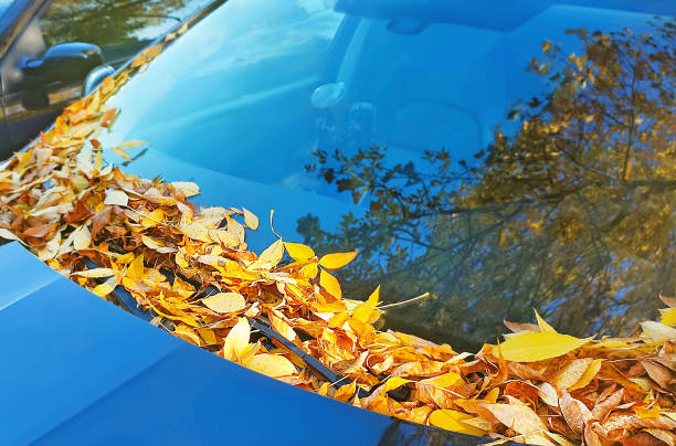 istock Car is autumnal day. Tree branch is reflected on the car's windshield. 1347208253