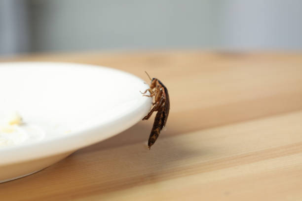 Brown cockroach near plate with leftovers on table, closeup. Pest control Brown cockroach near plate with leftovers on table, closeup. Pest control cockroach food stock pictures, royalty-free photos & images