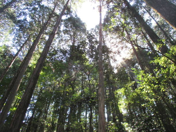 istock Beautiful refreshing forest trees and sunbeams 1347209899