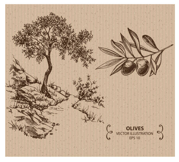 olivenbaum - olive tree illustrations stock-grafiken, -clipart, -cartoons und -symbole