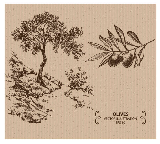 маслина - italian cuisine illustrations stock illustrations