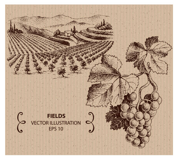 ilustrações de stock, clip art, desenhos animados e ícones de winery and grape - vineyard