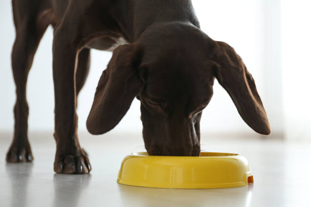 istock German Shorthaired Pointer dog with bowl indoors 1347210830