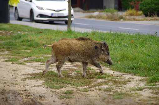 Boar in the city. Wild animal walk on the city street.