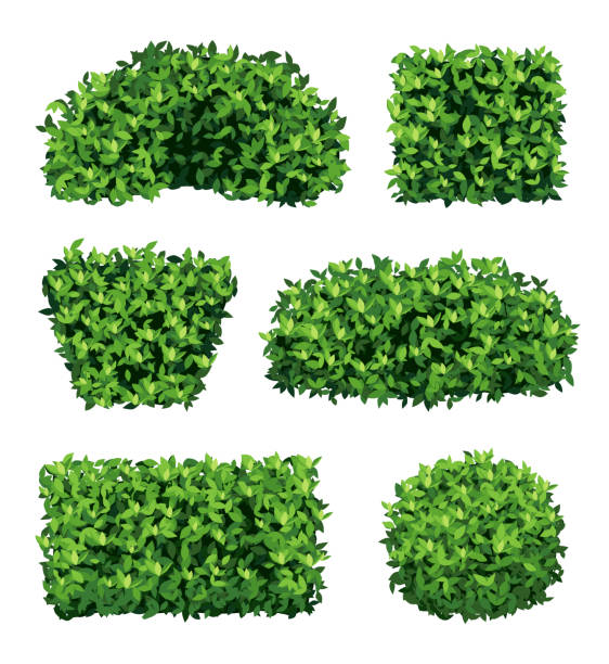 istock Garden shrub. Green realistic plants for ornamental decoration decent vector collection 1347211177
