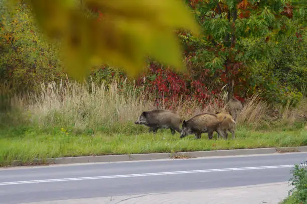 Boars in the city. Wild animals walk on the city street.
