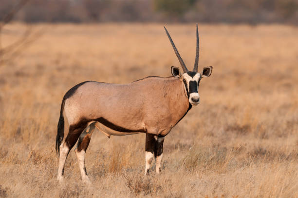 Oryx Gazella Photos, Download The BEST Free Oryx Gazella Stock Photos & HD  Images