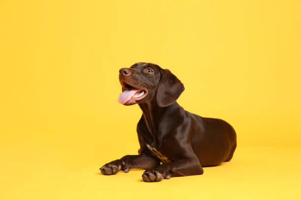 istock German Shorthaired Pointer dog on yellow background 1347211741