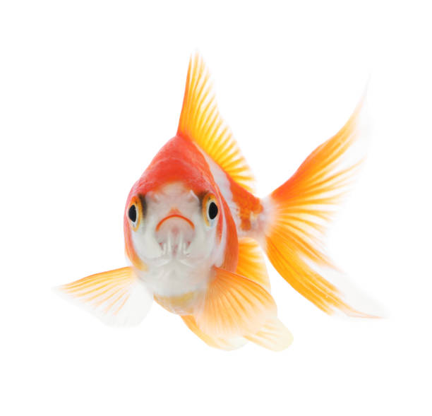 istock Beautiful bright small goldfish isolated on white 1347211742