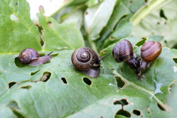 Bunch of garden snails on a rhubarb leaf eating close up natural light