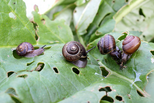 Garden snails on a rhubarb leaf