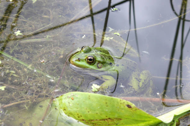 istock Green frog in a pond close up water 1347212663