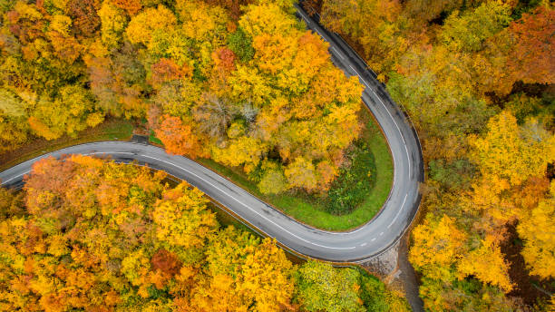 istock Road through autumnal forest - aerial view 1347212784
