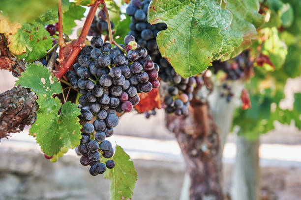 istock Fresh ripe grapes hanging on vineyard in Urla, Turkey. 1347213138