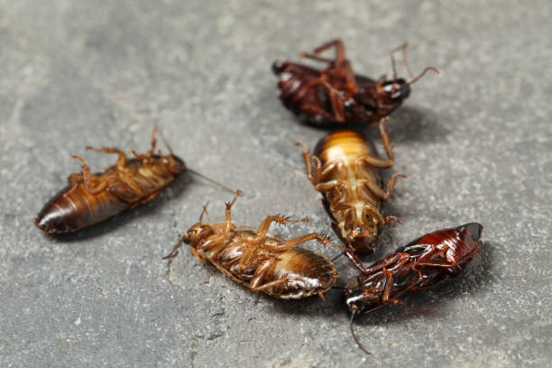 istock Dead brown cockroaches on grey stone background, closeup. Pest control 1347213436