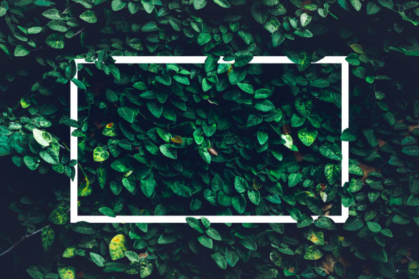 istock Green Leaves natural texture plant background, Beautiful tiny green leaf wall and nature flat lay concept with white paper note frame background 1347213514