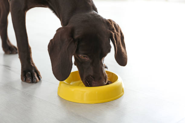 istock German Shorthaired Pointer dog with bowl indoors 1347214174