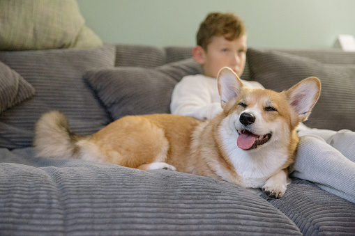 Cute blonde boy and corgi relax together on the sofa