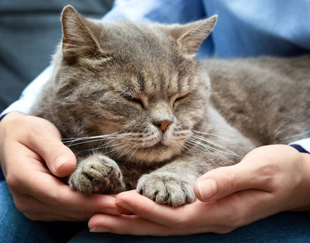 istock The cat in his arms 1347214273