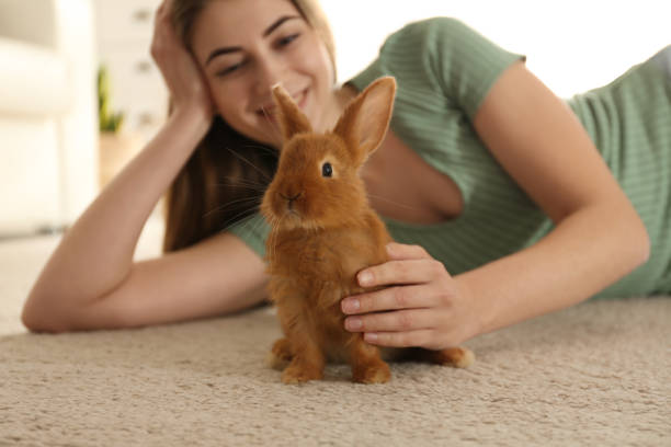 Young woman with adorable rabbit on floor indoors. Lovely pet Young woman with adorable rabbit on floor indoors. Lovely pet fluffy rabbit stock pictures, royalty-free photos & images