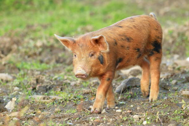 istock Cute little piglet on farm meadow 1347214473